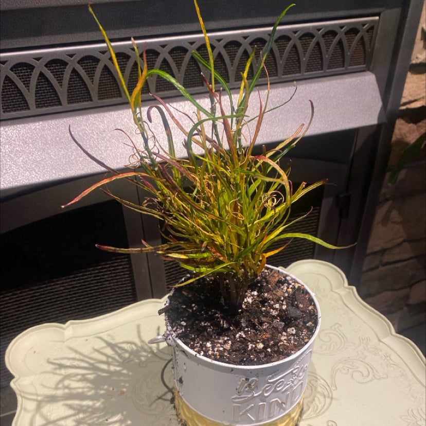 Photo of the plant species Picasso's Paintbrush by @PioneerRutabaga named Croton ‘Picasso’s Paintbrush’ on Greg, the plant care app