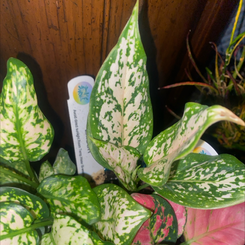 Photo of the plant species Aglaonema Eileen by @PioneerRutabaga named Aglaonema ‘Eileen’ on Greg, the plant care app