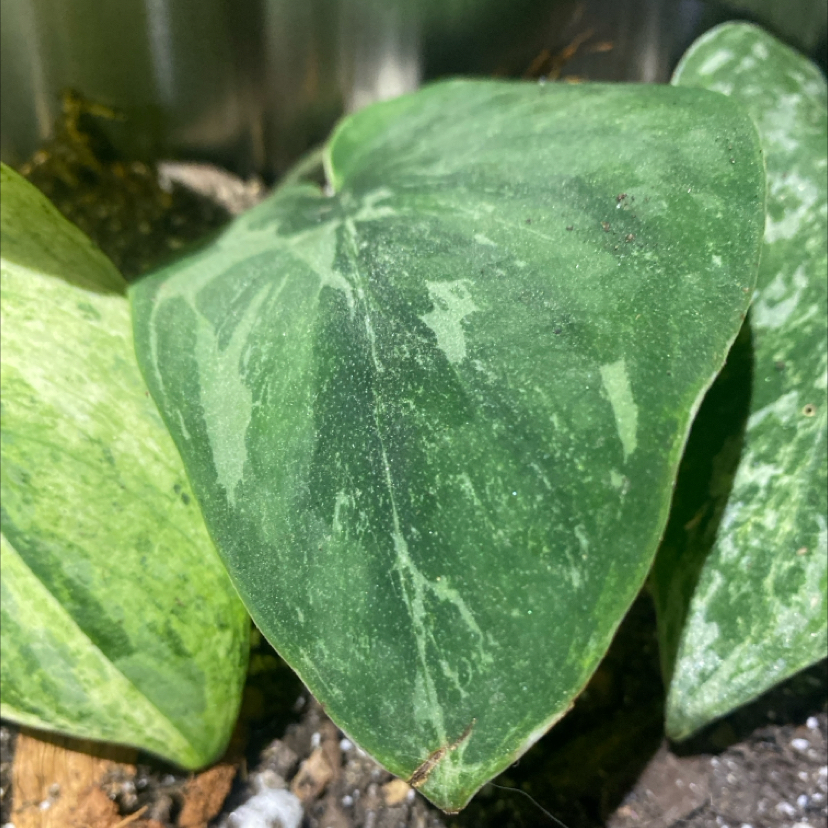 Photo of the plant species Variegated Scindapsus Silver Knight by @PioneerRutabaga named Scindapsus ‘Silver Night Line’ on Greg, the plant care app