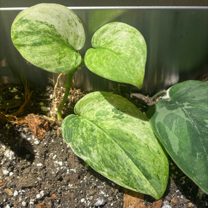 Photo of the plant species Scindapsus pictus ‘Mangurai’ by @PioneerRutabaga named Scindapsus Pictus ‘Mangurai’ on Greg, the plant care app