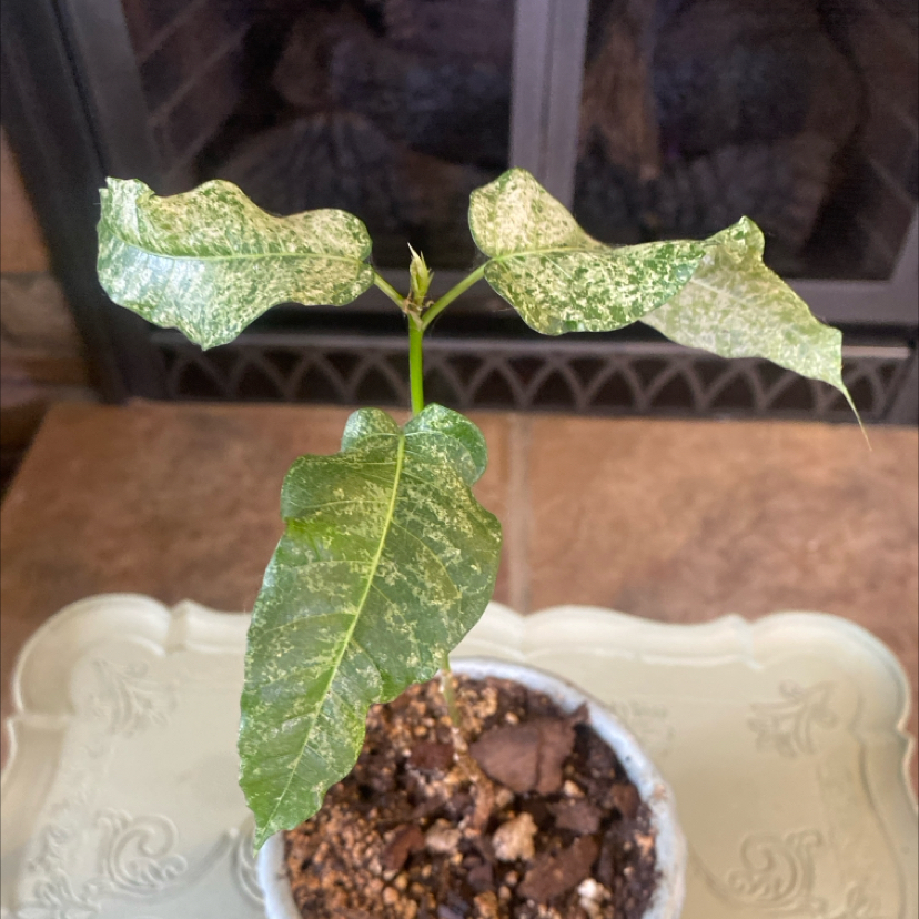 Photo of the plant species Clown Fig by @PioneerRutabaga named Ficus ‘Clown Fig’ on Greg, the plant care app