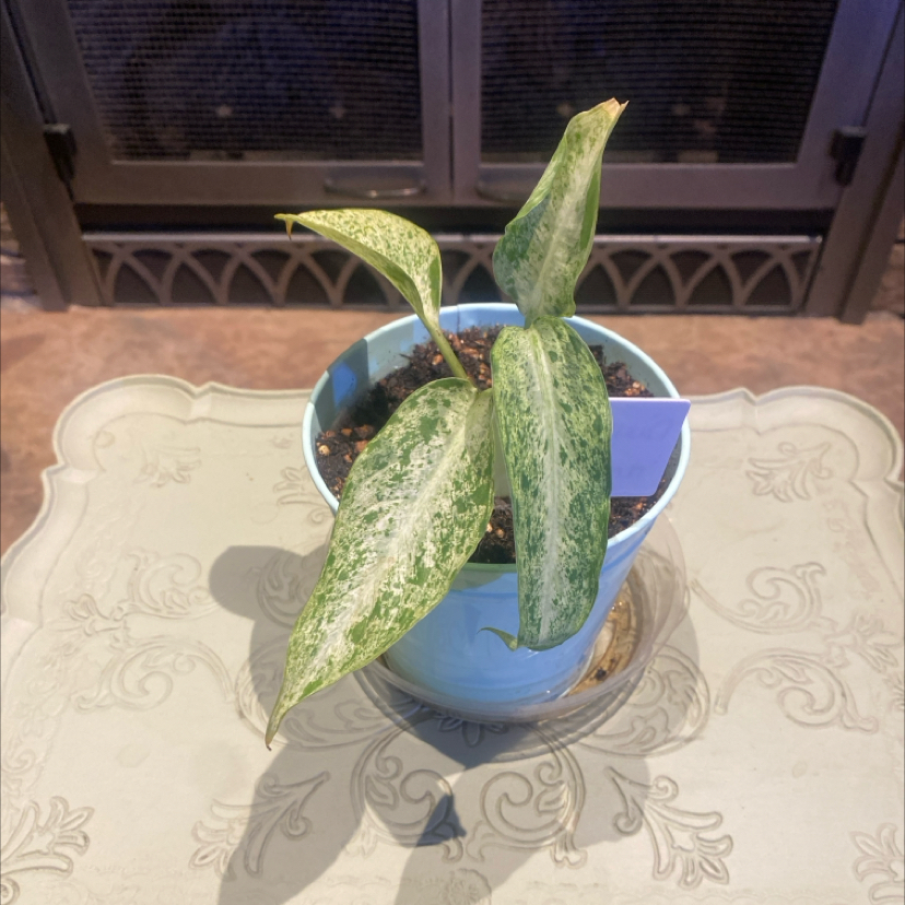 Photo of the plant species Dieffenbachia 'Maui Wowie' by @PioneerRutabaga named Dieffenbachia ‘Maui Wowie’ on Greg, the plant care app