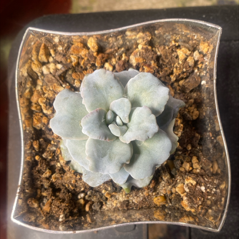 Photo of the plant species Echeveria Crispate Beauty by @PioneerRutabaga named Echeveria ‘Crispate Beauty’ on Greg, the plant care app