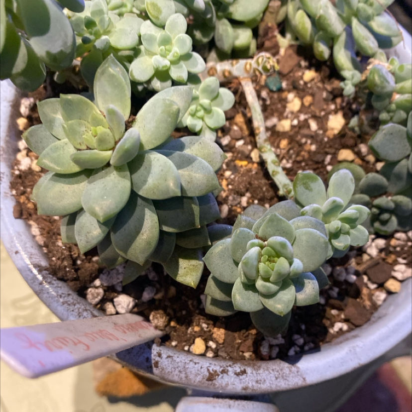 Photo of the plant species Blue Fairy Echeveria by @PioneerRutabaga named Echeveria ‘Blue Fairy’ on Greg, the plant care app