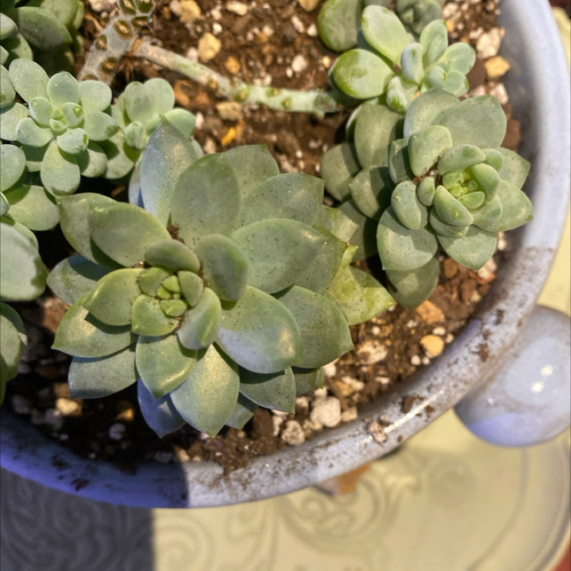 Photo of the plant species Echeveria 'Salmon' by @PioneerRutabaga named Echeveria ‘Salmon’ on Greg, the plant care app
