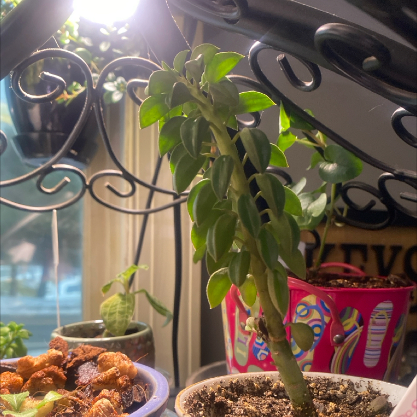 Photo of the plant species Peperomia asperula by @PioneerRutabaga named Peperomia Asperula on Greg, the plant care app