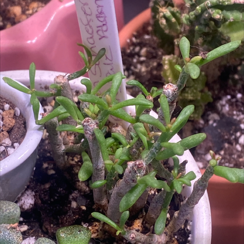 Photo of the plant species Fairy Tale Plant by @PioneerRutabaga named Tylecodon Schaeferianus - Fairy Tale Plant on Greg, the plant care app
