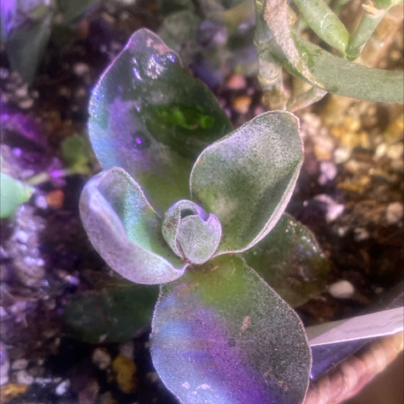 Photo of the plant species Crassula 'Garnet Lotus' by @PioneerRutabaga named Crassula ‘Garnet Lotus’ on Greg, the plant care app