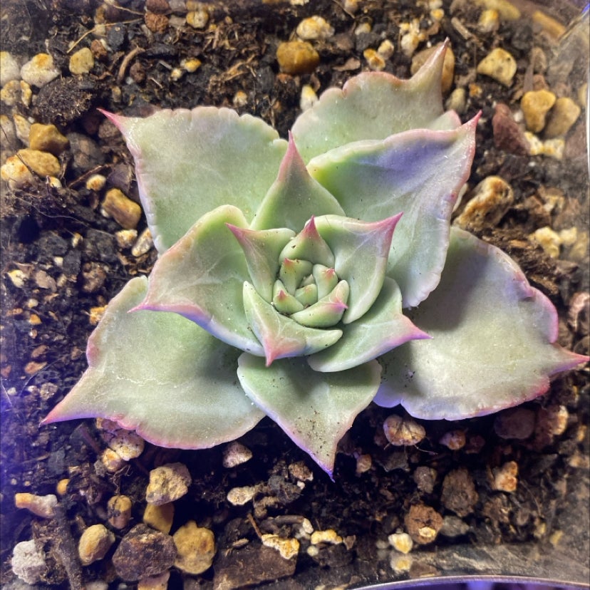 Photo of the plant species Echeveria 'Madiba' by @PioneerRutabaga named Echeveria ‘Madiba’ on Greg, the plant care app