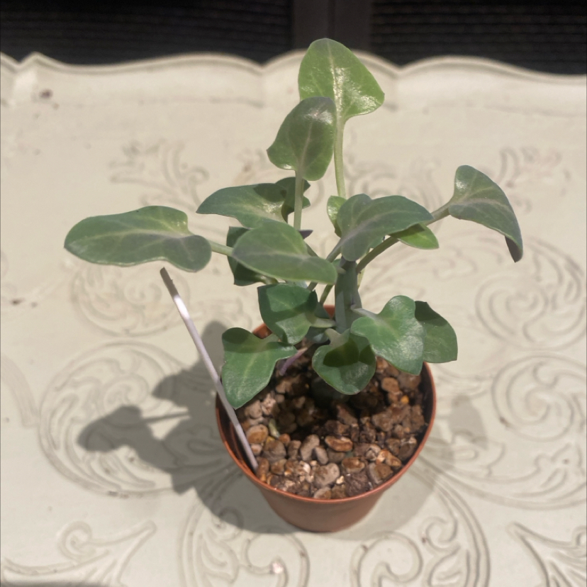 Photo of the plant species Candle cactus by @PioneerRutabaga named Senecio Articulatus ‘candle cactus’ on Greg, the plant care app