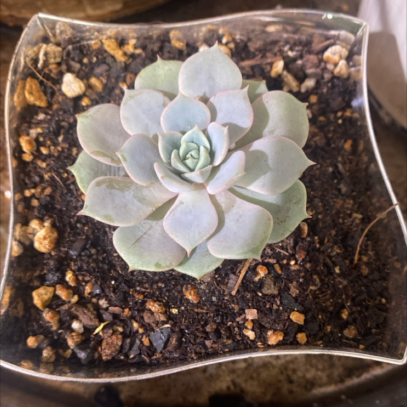 Photo of the plant species Peach Queen by @PioneerRutabaga named Echeveria ‘Peach Queen’ Raindrop on Greg, the plant care app