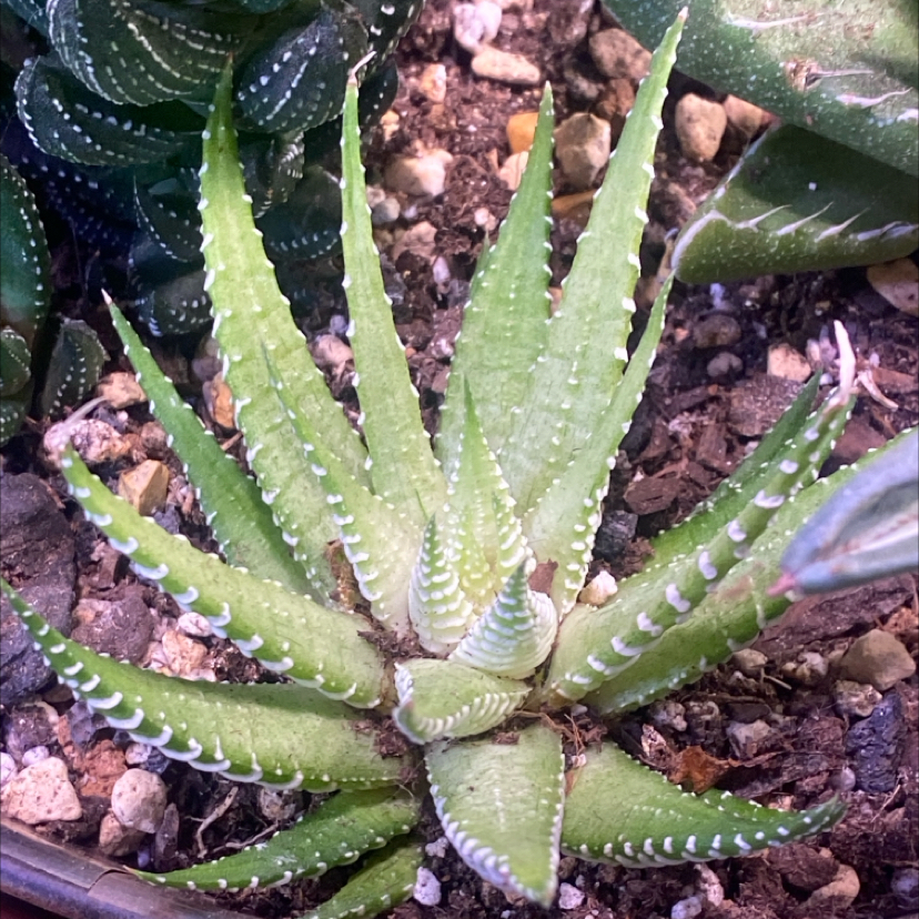 Photo of the plant species Variegated Zebra Plant by @PioneerRutabaga named Haworthia Variegated Zebra Plant on Greg, the plant care app