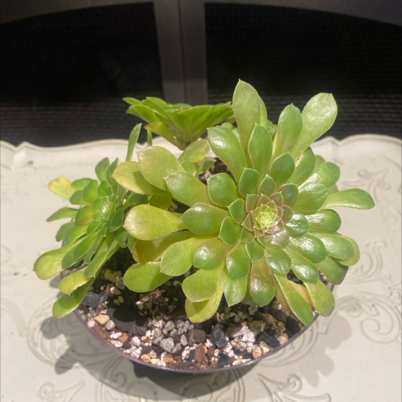 Photo of the plant species Flat-Topped Aeonium by @PioneerRutabaga named Aeonium ‘Flat-Topped’ on Greg, the plant care app