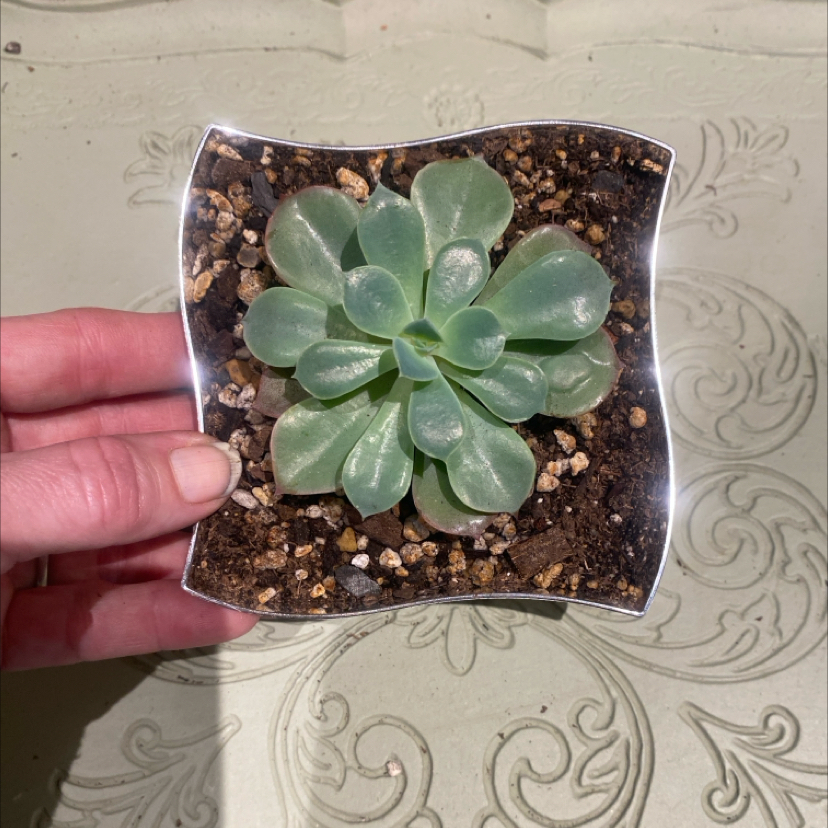 Photo of the plant species Raindrops Echeveria by @PioneerRutabaga named Echeveria Raindrops on Greg, the plant care app