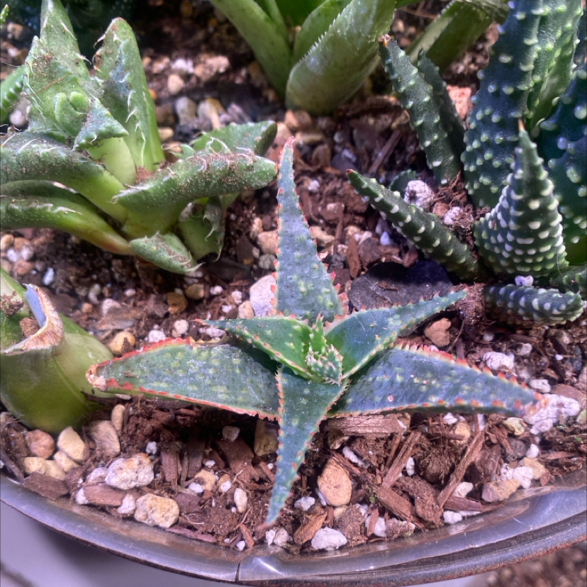 Photo of the plant species Aloe 'Christmas Carol' by @PioneerRutabaga named Aloe - ‘Christmas Carol’ on Greg, the plant care app