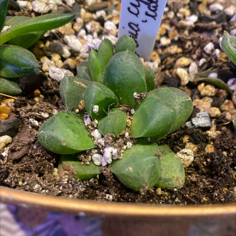 Photo of the plant species haworthia cooperi 'Truncata' by @PioneerRutabaga named Haworthia Cooperi Var. ‘Truncata’ on Greg, the plant care app