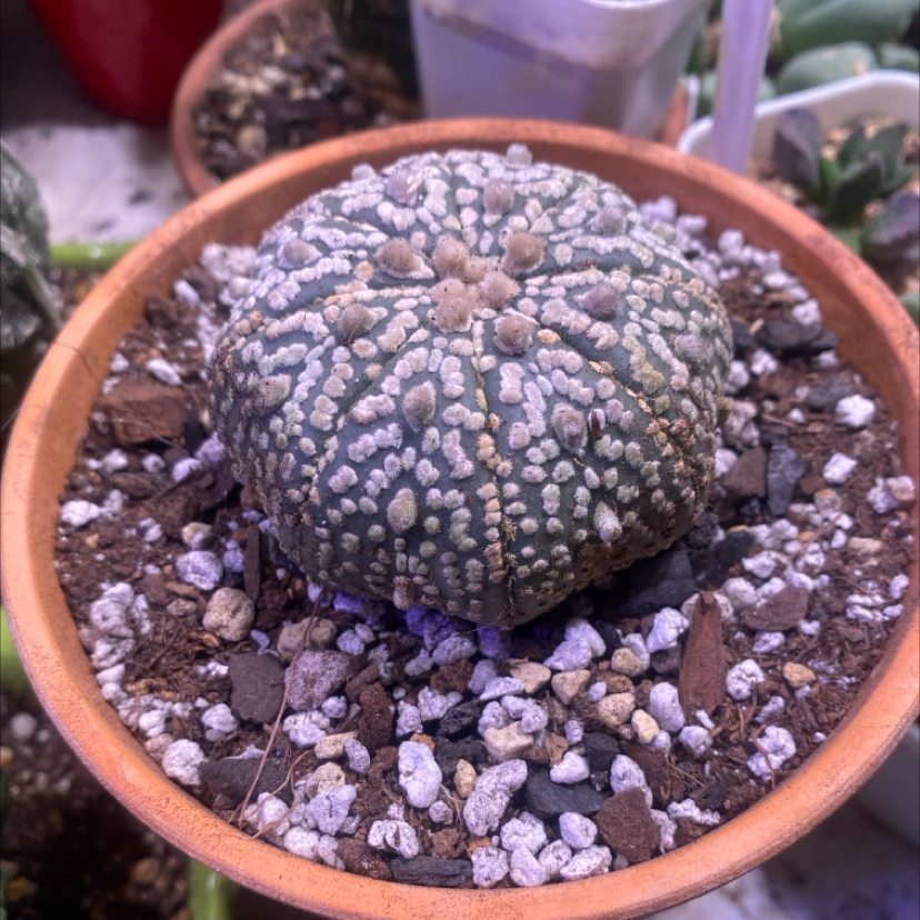 Photo of the plant species Astrophytum 'Super Kabuto' by @PioneerRutabaga named Cactus - Astrophytum ‘Super Kabuto’ on Greg, the plant care app
