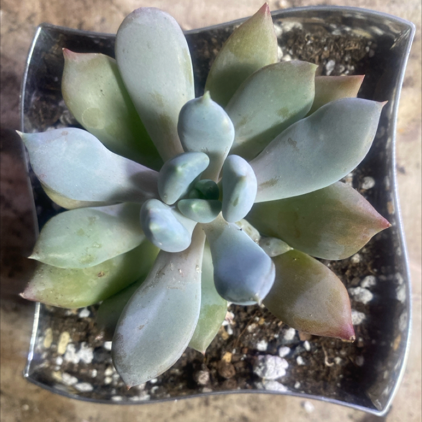 Photo of the plant species Echeveria 'White Lotus' by @PioneerRutabaga named Echeveria ‘White Lotus’ on Greg, the plant care app
