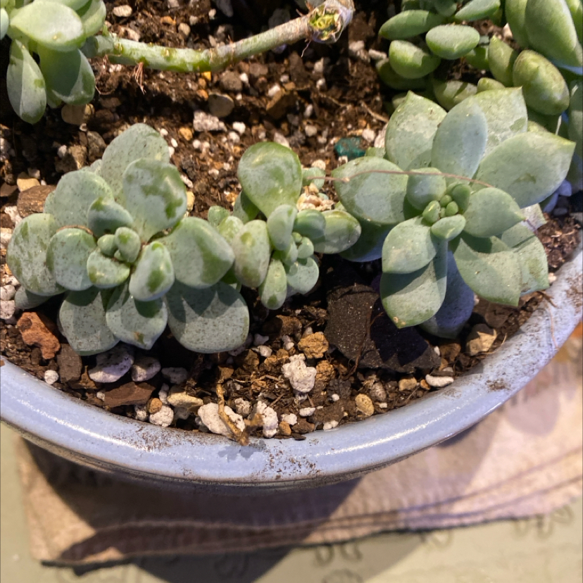 Photo of the plant species Blue Fairy Echeveria by @PioneerRutabaga named Echeveria ‘Blue Fairy’ on Greg, the plant care app