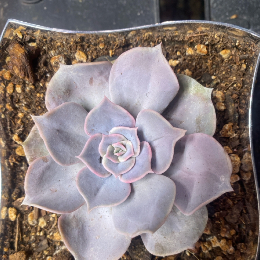 Photo of the plant species Echeveria 'Shaviana' by @PioneerRutabaga named Echeveria ‘Shaviana’ on Greg, the plant care app