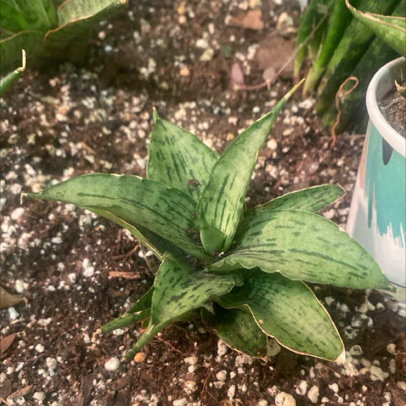 Photo of the plant species Sansevieria Cleopatra by @PioneerRutabaga named Sanseveria Cleopatra on Greg, the plant care app