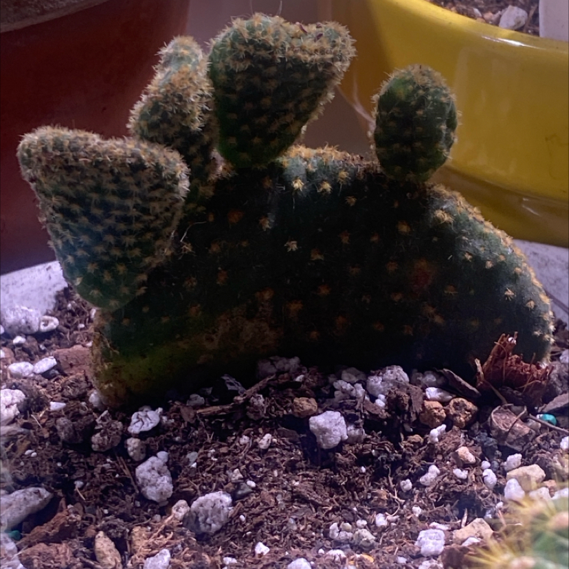Photo of the plant species Waffle Cactus by @PioneerRutabaga named Cactus - Opuntia Microdasys Undulata on Greg, the plant care app