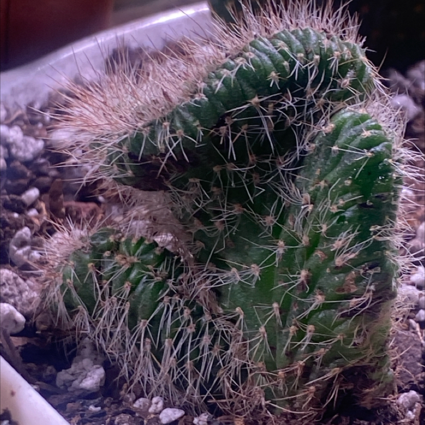 Photo of the plant species Nyctocereus serpentinus cristata by @PioneerRutabaga named Cactus - Nyctocereus Serpentinus Cristata on Greg, the plant care app