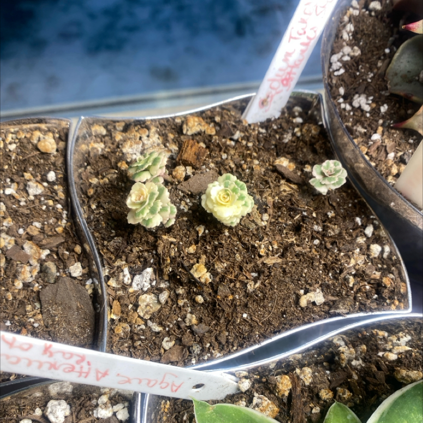 Photo of the plant species Atlantis Stonecrop by @PioneerRutabaga named Sedum Takesimense - Atlantis Stonecrop on Greg, the plant care app