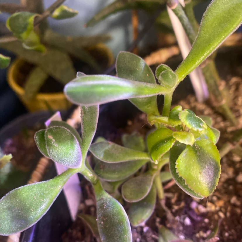 Photo of the plant species Crassula rogersii by @PioneerRutabaga named Crassula Rogersii on Greg, the plant care app