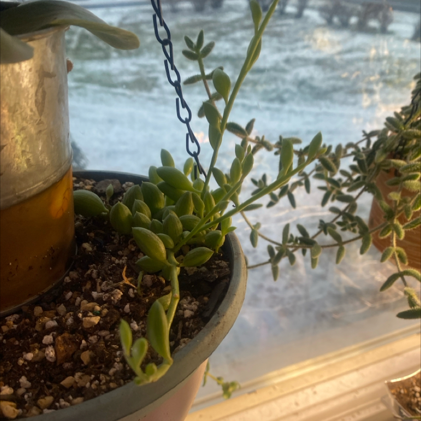 Photo of the plant species String of Watermelons by @PioneerRutabaga named String of Watermelons on Greg, the plant care app