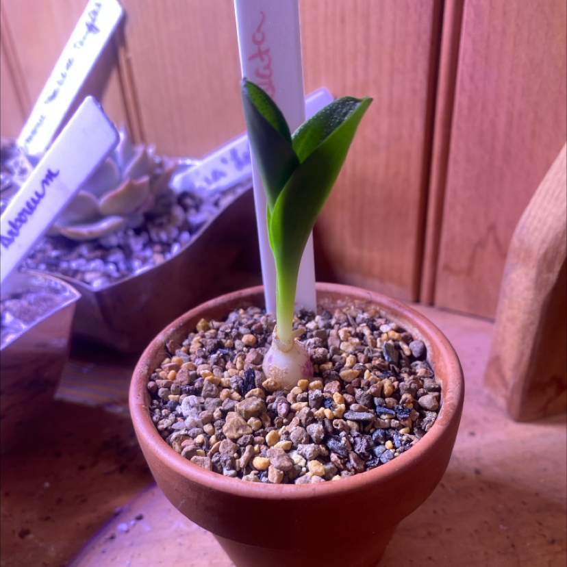 Photo of the plant species Blistered Massonia by @PioneerRutabaga named Blistered Massonia on Greg, the plant care app