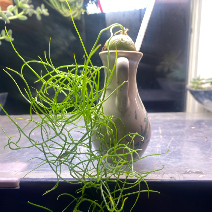 Photo of the plant species Climbing Onion by @PioneerRutabaga named Onion - climbing on Greg, the plant care app