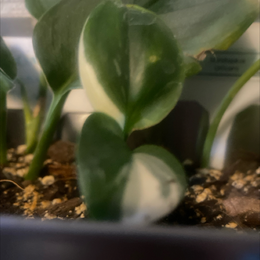 Photo of the plant species Scindapsus treubii 'Dark Form' by @PioneerRutabaga named Scindapsus Treubii Blue Albo on Greg, the plant care app