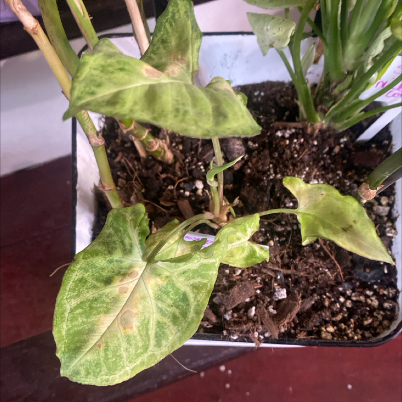 Photo of the plant species Syngonium 'Cream' by @PioneerRutabaga named Syngonium ‘Cream Allusion’ on Greg, the plant care app