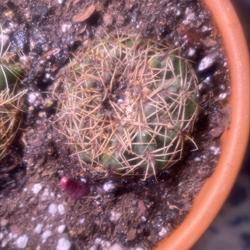 Photo of the plant species Discocactus by @PioneerRutabaga named Cactus - Discocactus Bahiensis on Greg, the plant care app