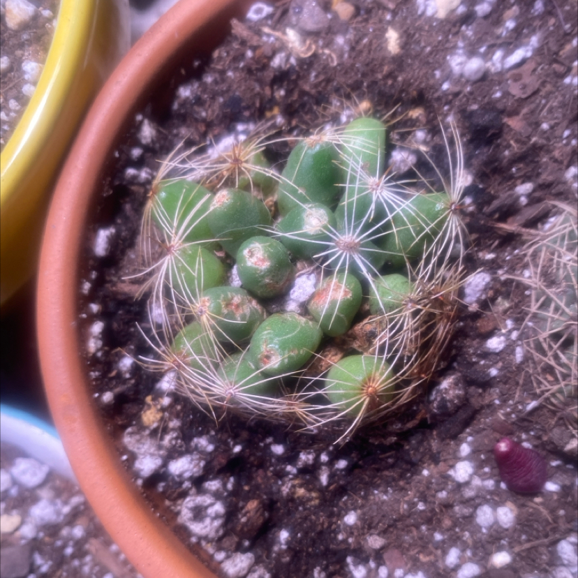 Photo of the plant species Finger Cactus by @PioneerRutabaga named Cactus - Mammillaria longiloba - Finger Cactus on Greg, the plant care app
