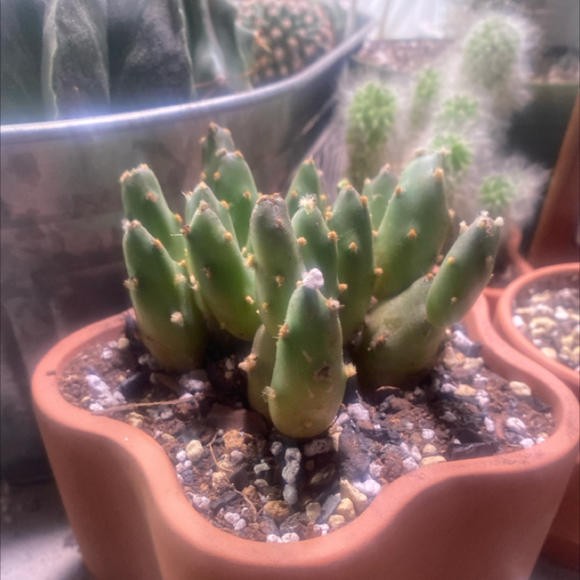 Photo of the plant species Rare Cactus by @PioneerRutabaga named Cactus - Opuntia Tuna Monstrousa on Greg, the plant care app
