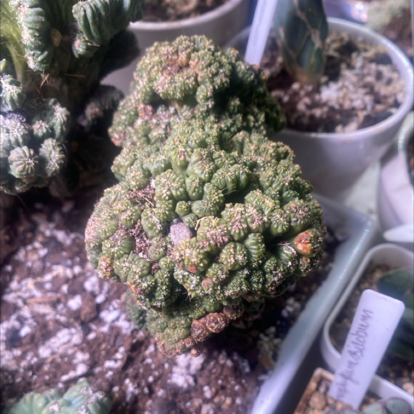 Photo of the plant species Cereus peruvianus f. monstrose 'Petra' by @PioneerRutabaga named Cactus - Cereus Peruvianus Monstrose ‘Petra’ on Greg, the plant care app