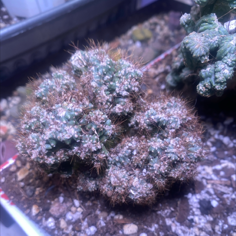 Photo of the plant species Cereus peruvianus f. monstrose 'Cafe' by @PioneerRutabaga named Cereus Peruvianus F Monstrose ‘Cafe’ on Greg, the plant care app
