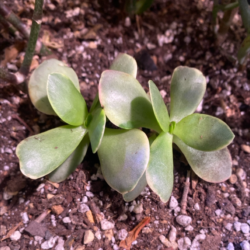 Photo of the plant species Pink Jade by @PioneerRutabaga named Crassula - Platphylla Variegayed ‘Pink Jade’ on Greg, the plant care app