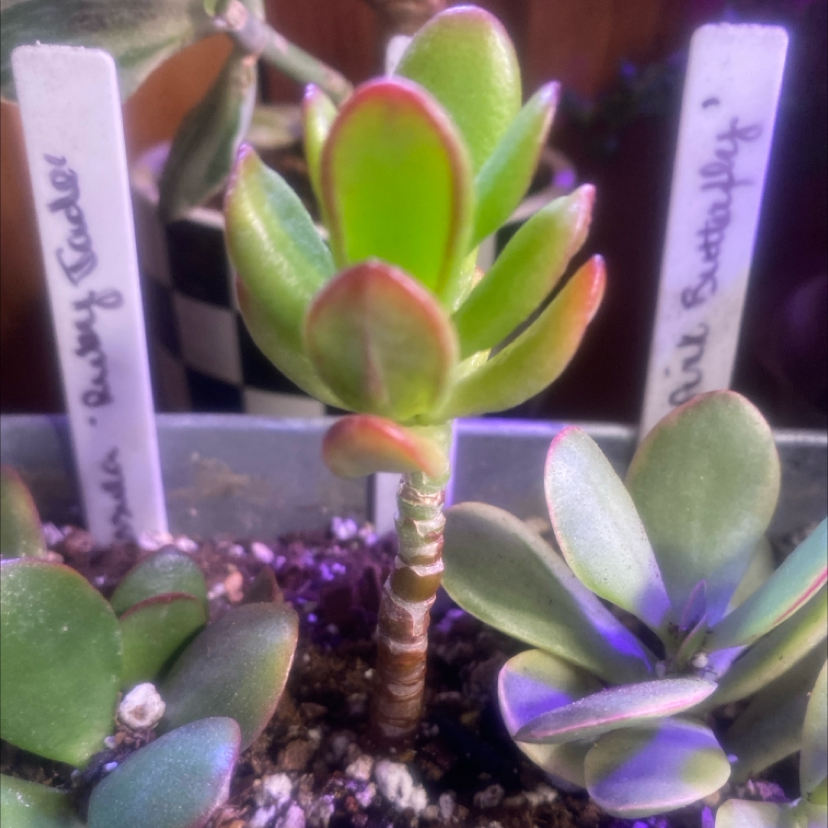 Photo of the plant species Hobbit Jade by @PioneerRutabaga named Crassula ‘Hobbit Jade Tree’ on Greg, the plant care app
