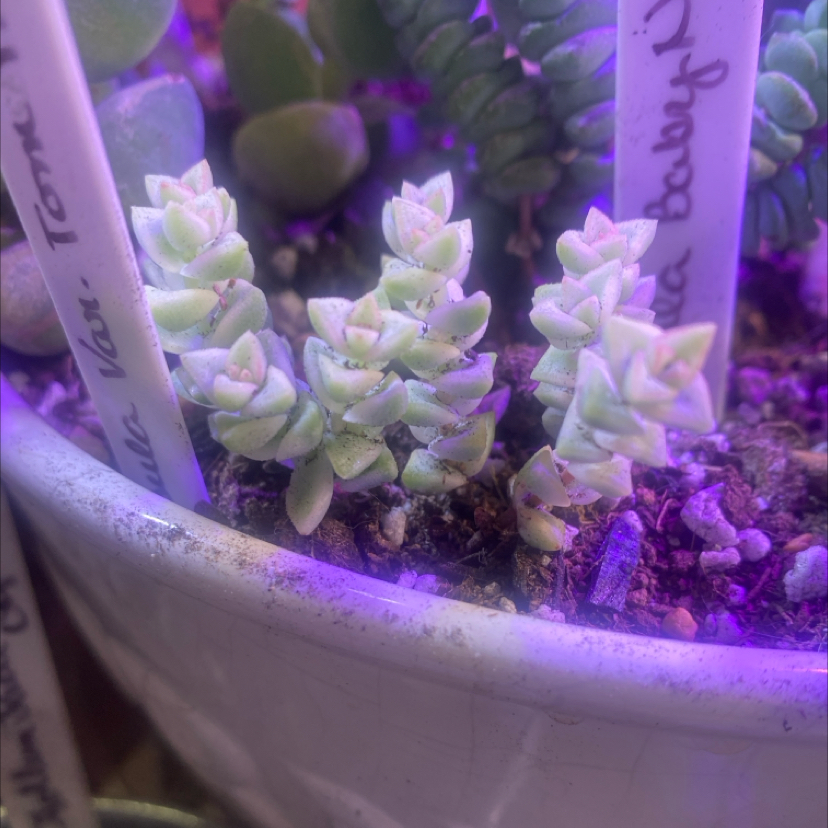 Photo of the plant species Variegated Tom Thumb Crassula by @PioneerRutabaga named Crassula Perforata ‘Variegated Tom Thumb’ on Greg, the plant care app