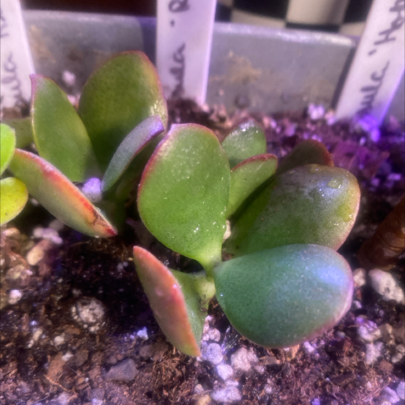 Photo of the plant species lucky jade by @PioneerRutabaga named Crassula ‘Ruby Jade’ on Greg, the plant care app