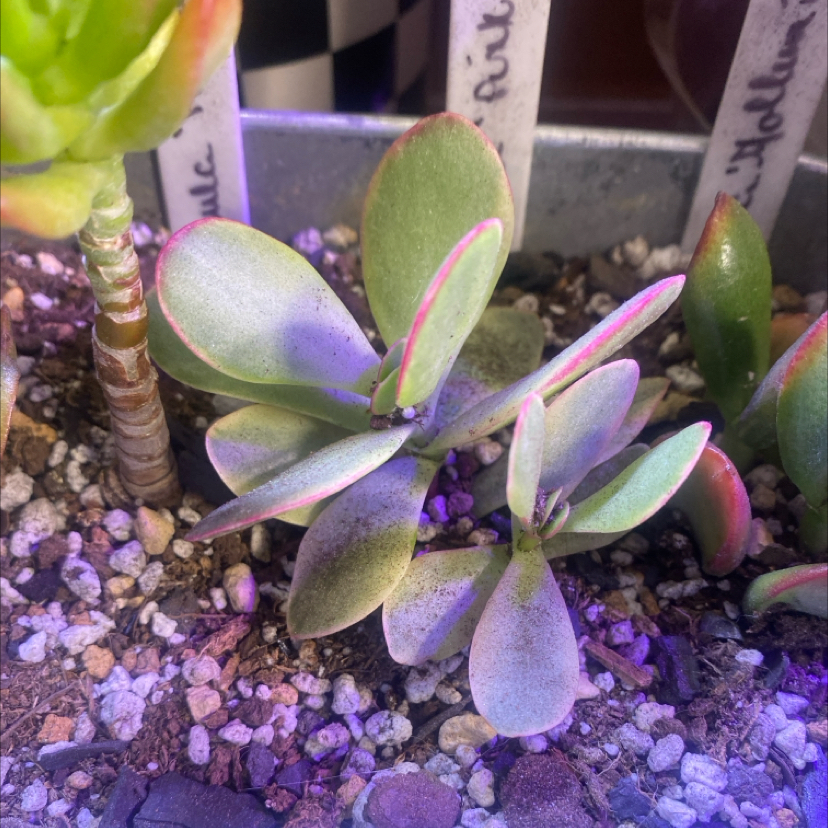 Photo of the plant species Butterfly Bush by @PioneerRutabaga named Crassula Butterfly Bush on Greg, the plant care app