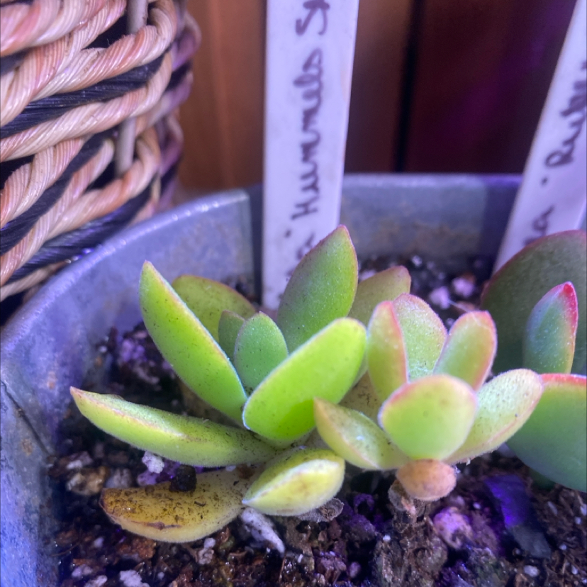 Photo of the plant species Hummels Sunset by @PioneerRutabaga named Crassula ‘Hummels Sunset’ on Greg, the plant care app