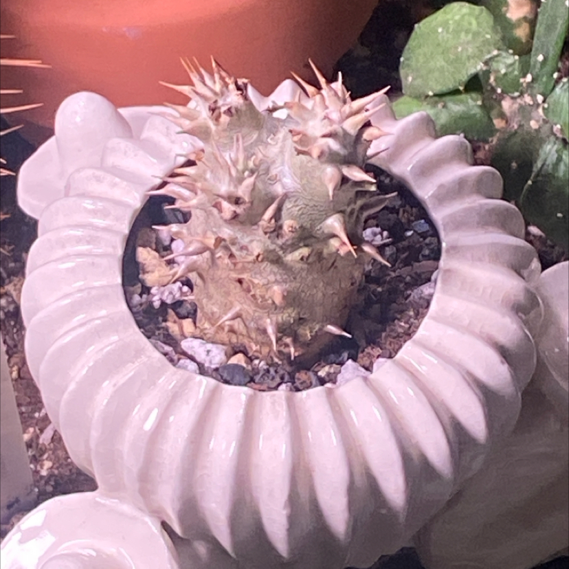 Photo of the plant species Pachypodium densiflorum by @PioneerRutabaga named Pachypodium Densiflorum on Greg, the plant care app