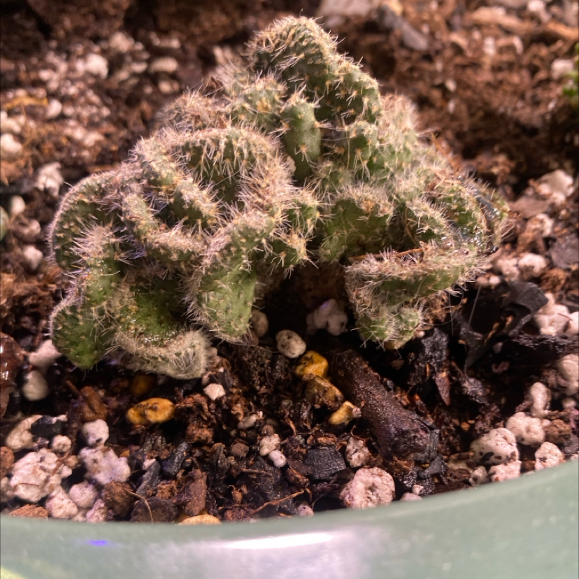 Photo of the plant species Brain Cactus by @PioneerRutabaga named Cactus - Brain on Greg, the plant care app
