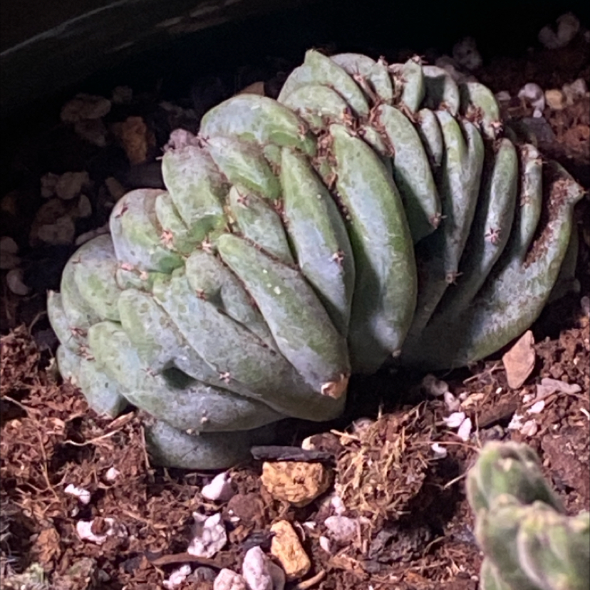 Photo of the plant species Crested Myrtillocactus by @PioneerRutabaga named Cactus - Myrtillocactus Geometrizans Cristata on Greg, the plant care app