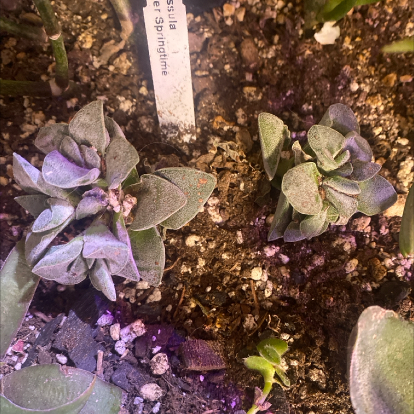 Photo of the plant species Cassula by @PioneerRutabaga named Crassula ‘Silver Springtime’ on Greg, the plant care app