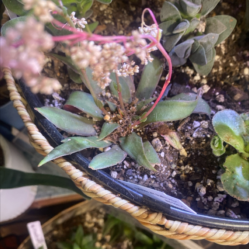 Photo of the plant species Crassula Orbicularis by @PioneerRutabaga named Crassula Orbicularis var. rosularis on Greg, the plant care app